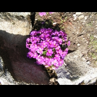 Primula Juliae (fam Primulacees) (Caucase) (01)